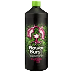 Buddhas Tree Flower Burst