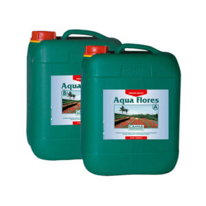 Canna Aqua Flores